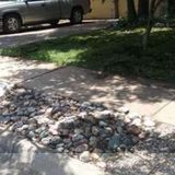 Cedillo landscaping/tree care