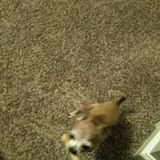 Pet sitter