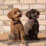 For the Love of Little Dogs