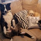 Interested In a Dog Sitter Opportunity in Regina