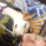 Seeking Simcoe Animal Lover, Ontario Jobs