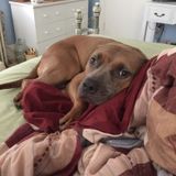 Available Pet sitter/ Groomer