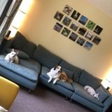 For Hire: Reliable Pet Sitter in Westerville, Ohio