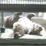 Dog's, Cat's & Birds, oh my!