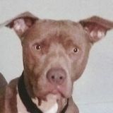 For Hire: Responsible and Reliable Dog Sitter in Woonsocket, Rhode Island