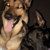 Looking for an in home sitter for the holidays for my two German Shepherd and cat