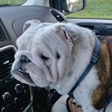In your home Pet sitting available