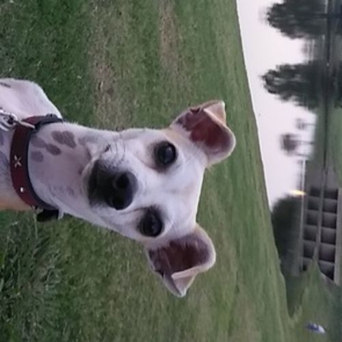 Pet Care Provider Jessica A's Profile Picture