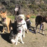 Professional Dog walker/boarder and life long pet owner!