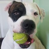 Crisina's Little Paws available for pet sitting and walking in Peekskil/Cortland Manor NY and Danbury CT areas.