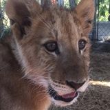 For Hire: Hardworking House Sitting Service Provider in Apopka, Florida