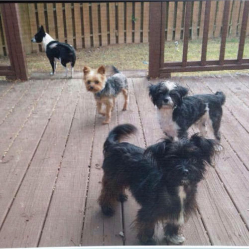 Pet Care Job Starr G's Profile Picture