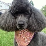 Dog Walking, Pet Sitting Available for Your Furry Children!