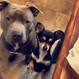 Dog lover!