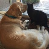 Caring Dog Sitter in Fremont