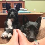Well Trained Animal Caregiver