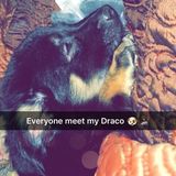 Looking For a Pet Sitter Job in Belton tx