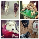Dog Sitter / Dog Walker