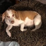 Searching for sitter for my beagles
