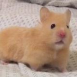 Pet care provider in search of sitting positions!