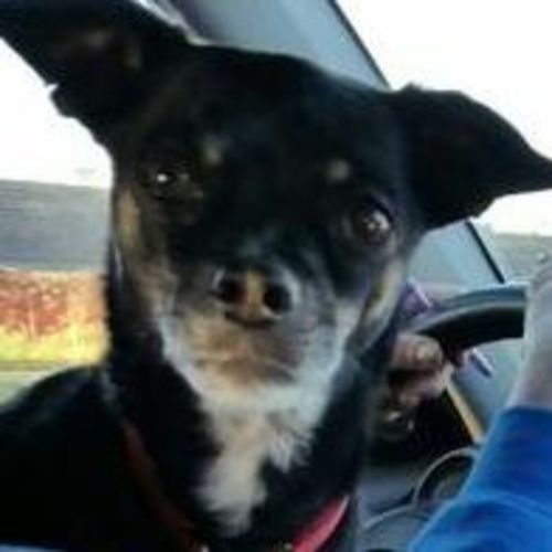 Pet Care Job Heather Emery's Profile Picture