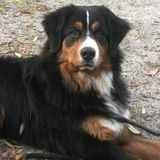 Trustworthy Animal Caretaker. Large or small animals- Daily, overnight, or extended stays. Own dog if playmate preferred!