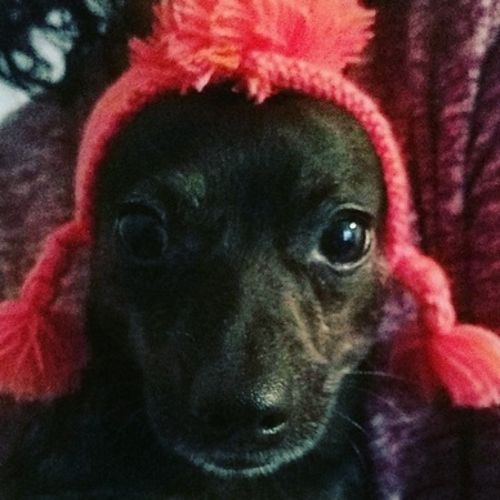 Pet Care Job Maddi F's Profile Picture