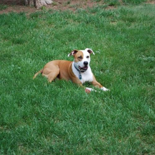 Pet Care Job Jay Adler's Profile Picture