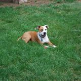 Seeking reliable sitter for Barney and Daisy