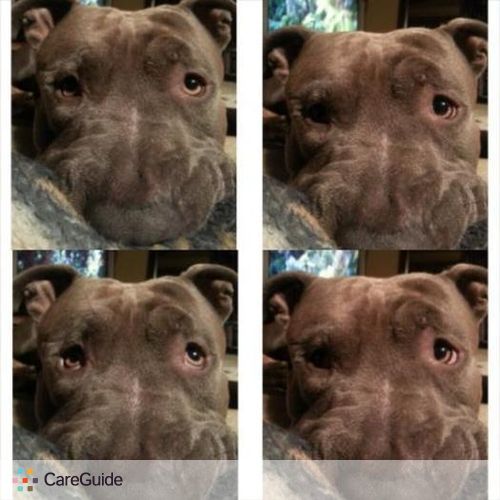 Pet Care Provider Felcia M's Profile Picture