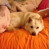McMaster student pursuing veterinary medicine and opportunities to meet and care for pets of all sizes and shapes