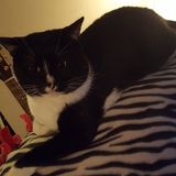 Present Pet Sitting Professional in Bangor
