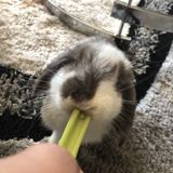 Looking for someone to offer kennel services for baby bunny and 2 dogs