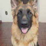 Job Opportunity in Kingsport, TN Pet Walker / Sitter