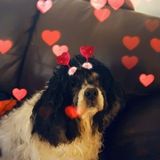 Monroe, Georgia Pet Sitting Professional