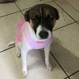 Pet Care Provider Available Everyday
