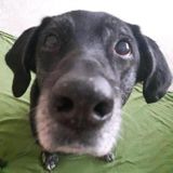 Available: Responsible and Energetic House, Plant and Pet Sitter in North Shore