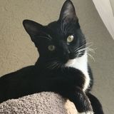 Interviewing a Pet sitter in Eagle Pass