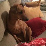 Careful Pet Sitter in Fishers, Indiana
