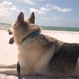 For Hire: Loving Cat Sitting Professional in Dunedin, Florida