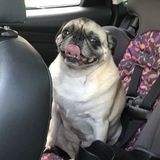 3 Fun Dogs