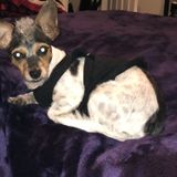 Looking for an Occasional House Sitting Professional in Atlanta