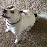 Gt-area sitter/walker for your pets!