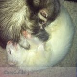 Knowledgeable Ferret Boarder, full ferret set up!