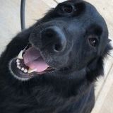 Dedicated pet sitter available immediately