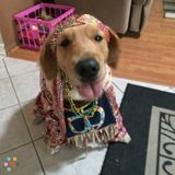 Experienced Pet Sitter