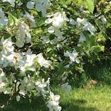 Let me help your garden bloom!