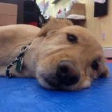 Hardworking Pet Sitter Looking For A Job!