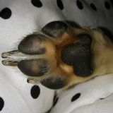 Furever Friends Pet Sitting and Walking