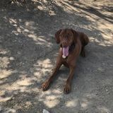 Boarding/House-sitting for 3 years old Vizsla